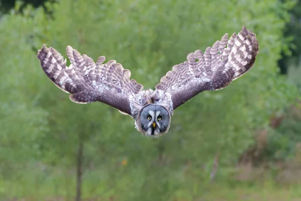 Great Grey Owl Lapland Owl Strix Nebulosa Flying Bank Lake — Stock Photo, Image