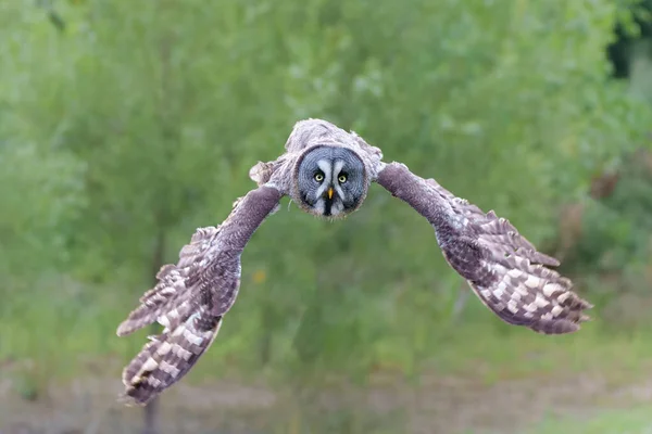 Great Grey Owl Lapland Owl Strix Nebulosa Voando Margem Lago — Fotografia de Stock