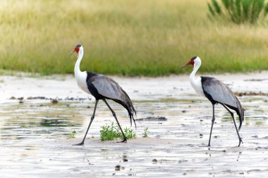 Sazan Turna kur dansı. Bu sarkık turna (Grus carunculata), Botsvana 'da Okavango Deltası' nda kur yapan tek eşli bir turna türüdür.