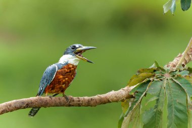 Ringed Kingfisher (Megaceryle torquata) eating a fish in the wetlands in the North Pantanal in Brazil. Green background. clipart
