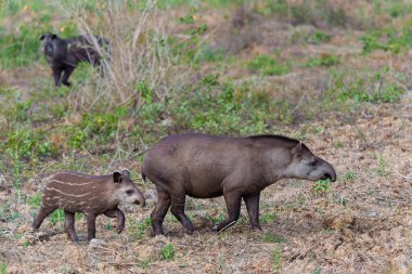 Tapir Ana ve şirin çizgili buzağı. Bu Güney Amerika tapirleri (Tapirus terrestris), Brezilya 'da Kuzey Pantanal' da meyve arayan Brezilya tapiri olarak da bilinir..