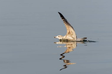 Caspian Martı (Larus Kachinnans) Polonya 'daki Oder Delta' da balık yakalamak için teknenin etrafında uçuyor.