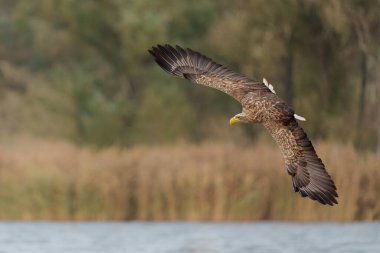 Beyaz Kuyruklu Kartal (Haliaeetus albicilla), Avrasya deniz kartalı ve beyaz kuyruklu deniz kartalı olarak da bilinir. Kartal, Polonya, Avrupa 'daki Oder nehrinde balık yakalamak için uçuyor..