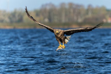 Beyaz Kuyruklu Kartal (Haliaeetus albicilla), Avrasya deniz kartalı ve beyaz kuyruklu deniz kartalı olarak da bilinir. Kartal, Polonya, Avrupa 'daki Oder nehrinde balık yakalamak için uçuyor..