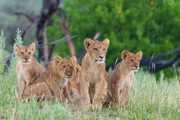 Lion Panthera Leo Cubs Waiting Togheter Lion Cubs Sit Termite — Stock Photo, Image