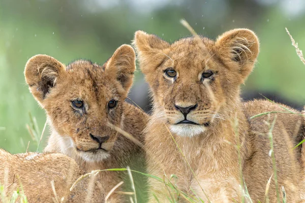 stock image Lion (Panthera leo) cubs waiting togheter. These lion cubs sit on a termite hill in the late afternoon and wait there for there family to come back after hunting in the Okavango Delta in Botswana                               