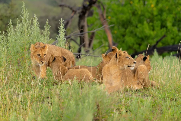 Filhotes Leão Panthera Leo Esperando Togheter Estes Filhotes Leão Sentam — Fotografia de Stock