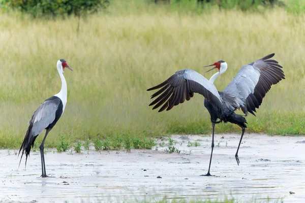 Wattled Crane Courtship Dance Wattled Crane Grus Carunculata Threatened Monogamous — Stock Photo, Image