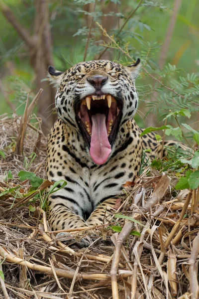 Jaguar Panthera Onca Passeando Pantanal Norte Mata Grosso Brasil — Fotografia de Stock