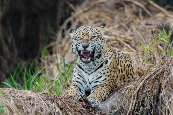 Jaguar Panthera Onca Merodeando Por Pantanal Norte Mata Grosso Brasil — Foto de Stock
