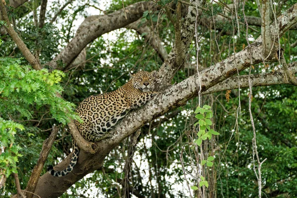 Τζάγκουαρ Panthera Onca Τριγυρνά Στο Βόρειο Pantanal Στο Μάτα Γκρόσο — Φωτογραφία Αρχείου