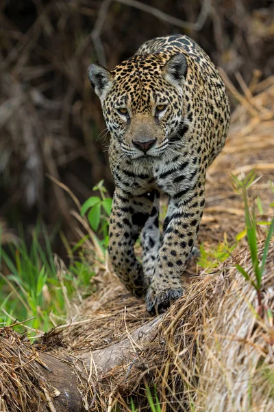 Jaguar Panthera Onca Brazíliai Mata Grosso Északi Részén Lóg — Stock Fotó
