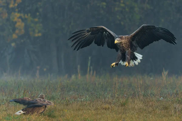Eagle Flying White Tailed Eagles Haliaeetus Albicilla Flying Field Forest — Stock Photo, Image