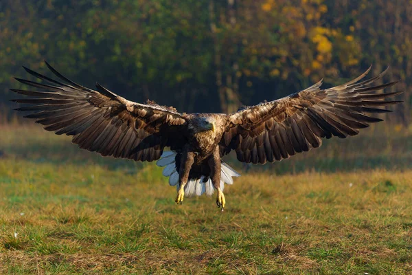 Eagle Flying White Tailed Eagles Haliaeetus Albicilla Flying Field Forest — Stock Photo, Image