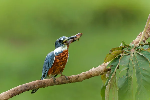 Ringed Kingfisher Megaceryle Torquata Makan Ikan Lahan Basah Pantanal Utara Stok Gambar Bebas Royalti