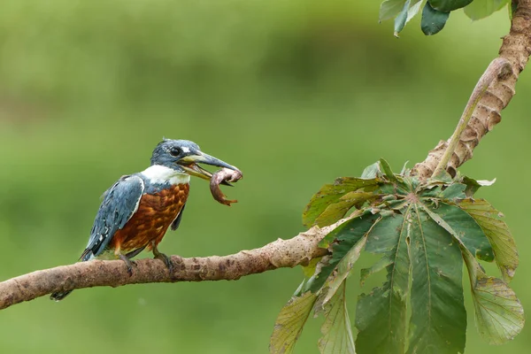 Ringed Kingfisher Megaceryle Torquata Makan Ikan Lahan Basah Pantanal Utara Stok Gambar