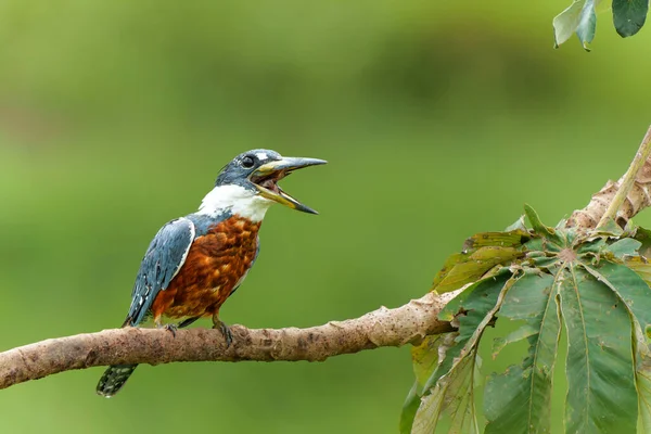 Ringed Kingfisher Megaceryle Torquata Makan Ikan Lahan Basah Pantanal Utara Stok Foto Bebas Royalti