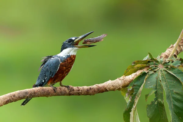 Ringed Kingfisher Megaceryle Torquata Makan Ikan Lahan Basah Pantanal Utara Stok Foto