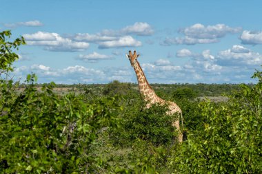 Zürafa. Güney Afrika zürafası veya zürafa (zürafa zürafa zürafa (zürafa zürafa ya da camelopardalis zürafa) Botsvana 'daki Tuli Bloğu' nda Mashatu Game Reserve 'de takılır.