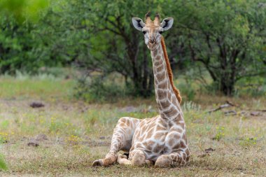 Zürafa. Güney Afrika zürafası veya zürafa (zürafa zürafa zürafa (zürafa zürafa ya da camelopardalis zürafa) Botsvana 'daki Tuli Bloğu' nda Mashatu Game Reserve 'de takılır.