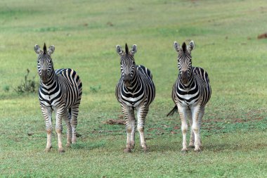 Zebra. Plains zebra (Equus quagga, eski adıyla Equus burchellii), Botswana 'daki Tuli Bloğunda Mashatu Oyun Rezervi' nde gezinen yaygın zebra olarak da bilinir.