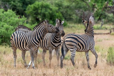 Zebra. Plains zebra (Equus quagga, eski adıyla Equus burchellii), Botswana 'daki Tuli Bloğunda Mashatu Oyun Rezervi' nde gezinen yaygın zebra olarak da bilinir.