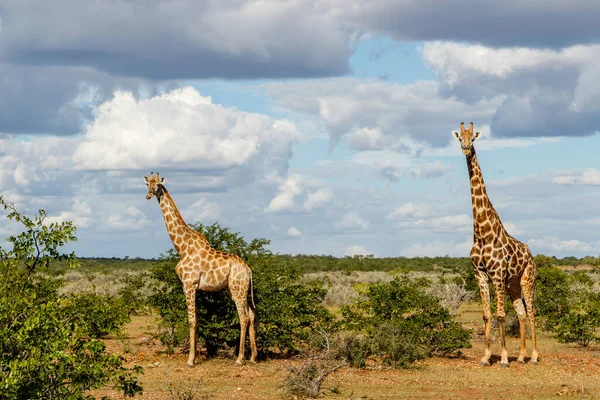 Een Giraffe Zuid Afrikaanse Giraffe Kaap Giraffe Giraffa Giraffa Camelopardalis — Stockfoto