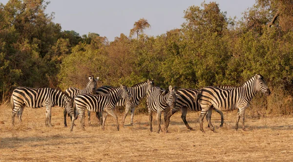 Zebra Plains Zebra Equus Quagga Ehemals Equus Burchellii Auch Bekannt — Stockfoto