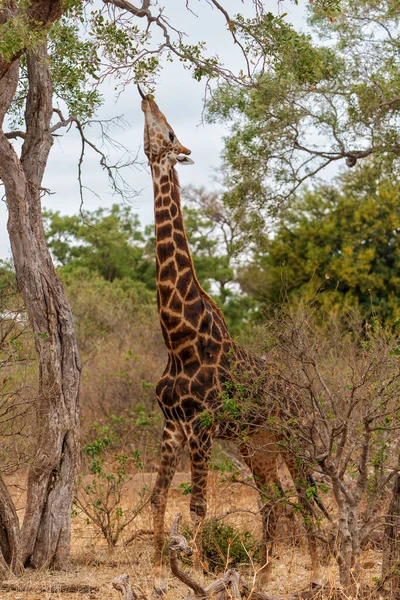 Жираф Южноафриканский Жираф Жираф Мысе Жираф Жираф Жираф Camelopardalis Обитающий — стоковое фото