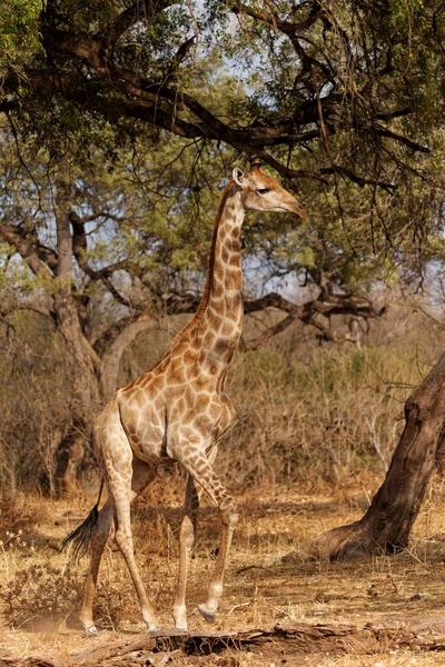 Жираф Южноафриканский Жираф Жираф Мысе Жираф Жираф Жираф Camelopardalis Обитающий — стоковое фото