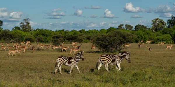 Zebra Dataran Zebra Equus Quagga Sebelumnya Equus Burchellii Juga Dikenal — Stok Foto