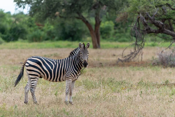 Zebra Równina Zebra Equus Quagga Dawniej Equus Burchellii Znana Również — Zdjęcie stockowe