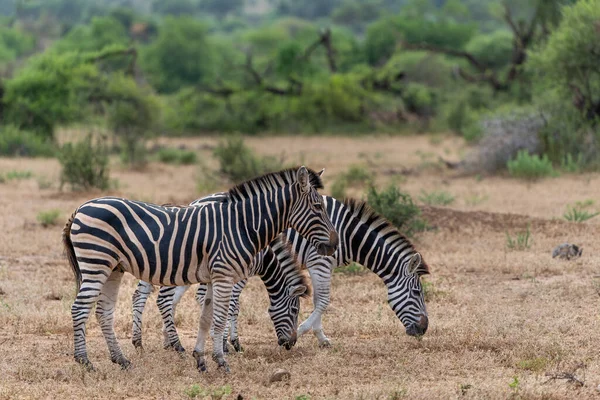 Zebra Vagyok Plains Zebra Equus Quagga Korábban Equus Burchellii Más — Stock Fotó