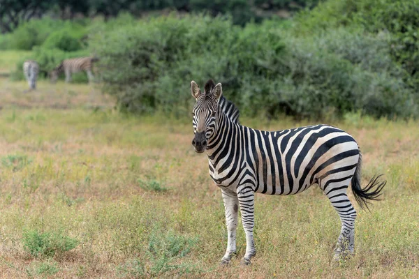 Zebra Równina Zebra Equus Quagga Dawniej Equus Burchellii Znana Również — Zdjęcie stockowe