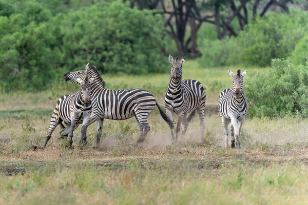 草原斑马 Equus Quagga 前称Equus Burchellii 也被称为 普通斑马 在博茨瓦纳图利块的Mashatu野生动物保护区中行走 — 图库照片
