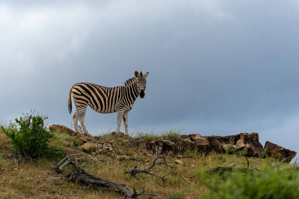 Zebra Plains Zebra Equus Quagga Formerly Equus Burchellii Also Known — Stock Photo, Image