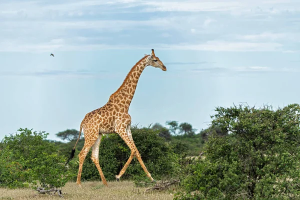 长颈鹿南非长颈鹿或长颈鹿角 Giraffa Giraffa或Camelopardalis Giraffa 在博茨瓦纳Tuli区Mashatu野生动物保护区附近出没 — 图库照片