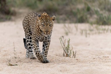 Leopar erkek, Güney Afrika 'nın Büyük Kruger Bölgesi' ndeki Sabi Sands oyun parkında Kum Nehri 'nin etrafında yürüyor.