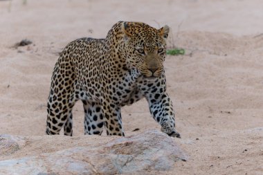 Leopar erkek, Güney Afrika 'nın Büyük Kruger Bölgesi' ndeki Sabi Sands oyun parkında Kum Nehri 'nin etrafında yürüyor.