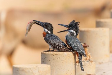 Giant Kingfisher (Megaceryle maxima) trying to impress a female with a fish sitting on the Platoon Crossing in Olifants River in Kruger National Park                                clipart