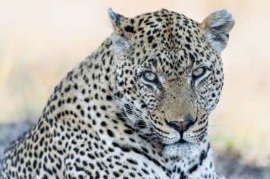 Leopar erkek, Güney Afrika 'nın Büyük Kruger Bölgesi' ndeki Sabi Sands oyun parkında Kum Nehri 'nin etrafında yürüyor.