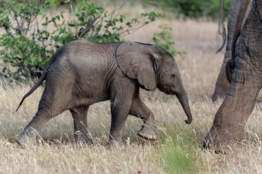 Fil bebek Botswana 'daki Tuli Bloğundaki Mashatu Oyun Rezervinde oynuyor ve zaman geçiriyor.