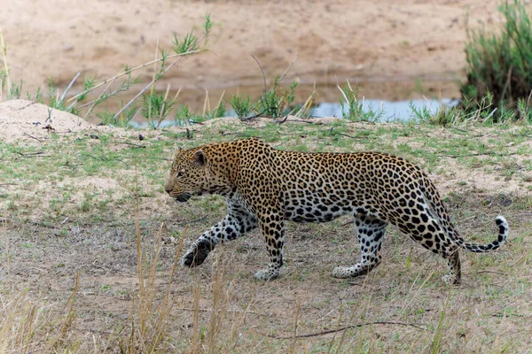 Hombre Leopardo Caminando Alrededor Del Río Sand Reserva Caza Sabi — Foto de Stock