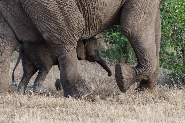 Elephant Baby Spelen Tijd Doorbrengen Mashatu Game Reserve Het Tuli — Stockfoto