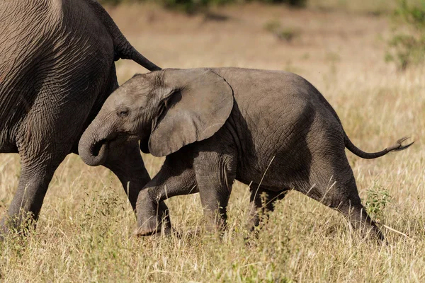 Gajah Bayi Bermain Dan Menghabiskan Waktu Mashatu Game Reserve Blok — Stok Foto