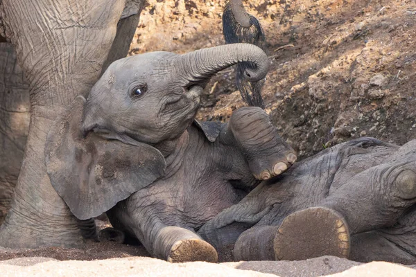 Bebé Elefante Jugando Pasando Tiempo Reserva Caza Mashatu Tuli Block —  Fotos de Stock