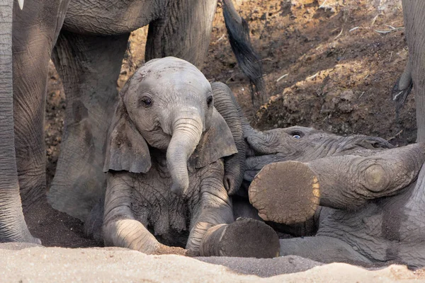 Gajah Bayi Bermain Dan Menghabiskan Waktu Mashatu Game Reserve Blok — Stok Foto
