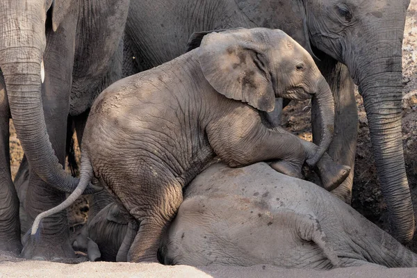 Gajah Bayi Bermain Dan Menghabiskan Waktu Mashatu Game Reserve Blok — Stok Foto