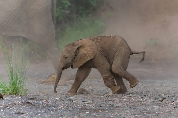 Elephant Baby Playing Spending Time Mashatu Game Reserve Tuli Block — Stock Photo, Image
