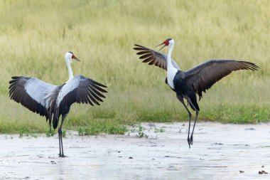 Wattled Crane courtship dance. These wattled crane (Grus carunculata), a threatened monogamous species of crane, where where making a courtship dance in the Okavango Delta in Botswana                                clipart